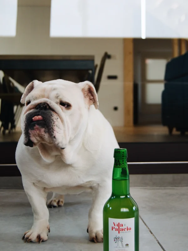 Mascota y vida palacio